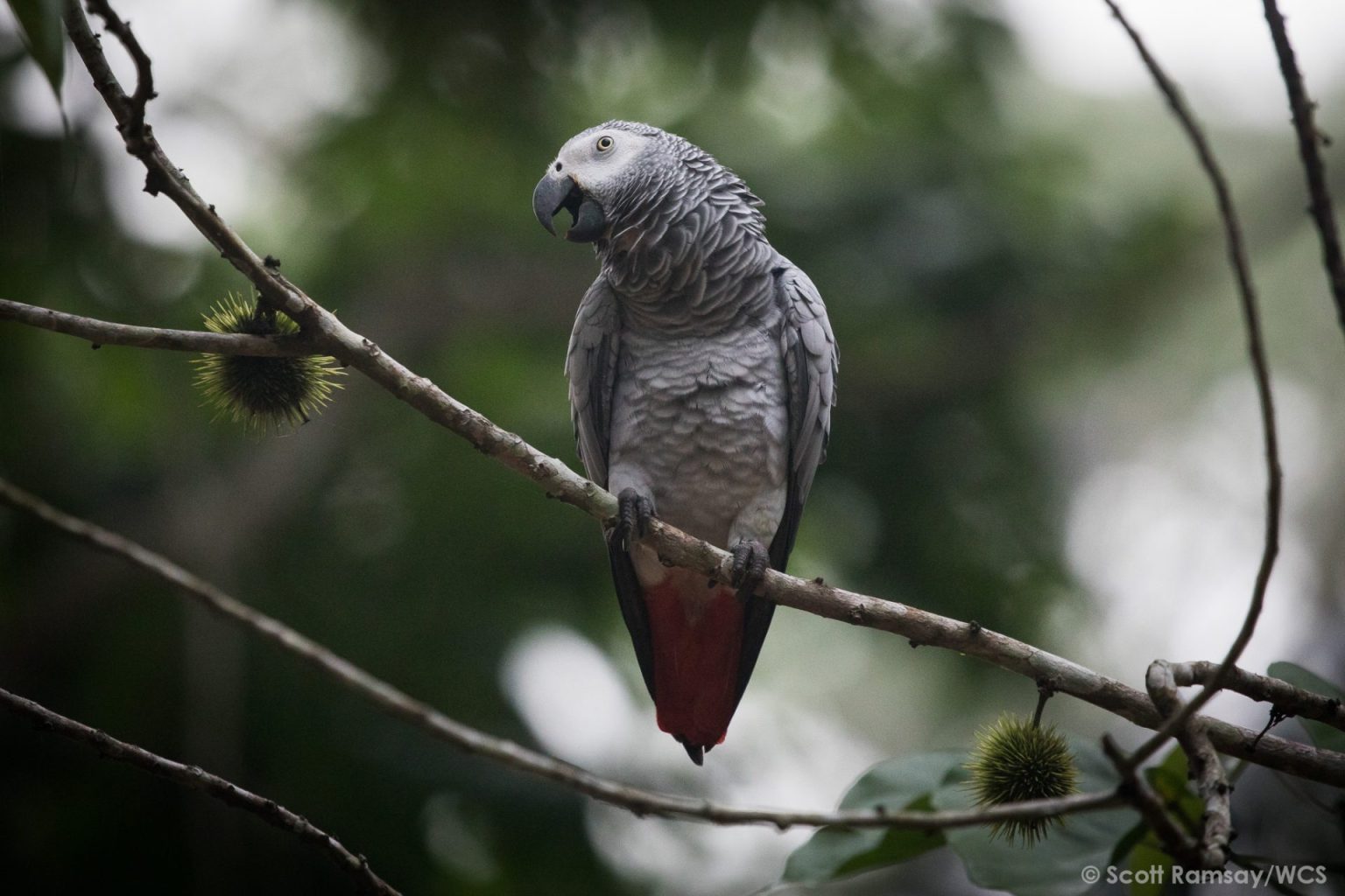 Quels animaux observer lors d’un safari au Congo Brazzaville ...